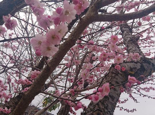 桃の花
