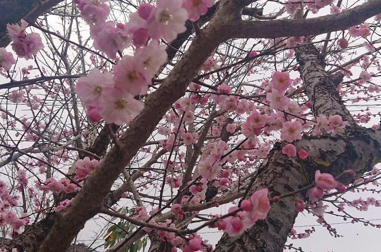 桃の花