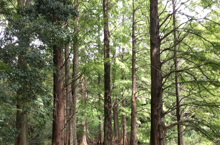 九大の森