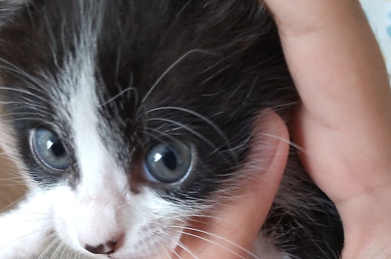天ちゃん